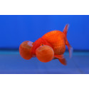 Oranda ojo burbuja Carassius sp.