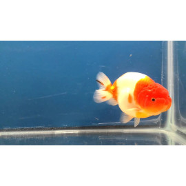 Ranchu sakura buffelrug Carassius Auratus