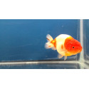 Ranchu sakura buffelrug Carassius Auratus