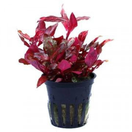 Alternanthera reineckii pink
