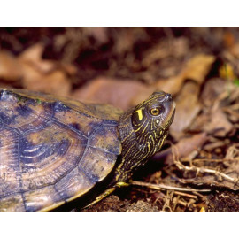 Tortuga graptemys pseudogeographica