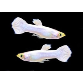 Guppy Macho snowwhite Poecilia reticulata