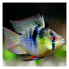 Ramirezi Ballon Micogeophagus ramirezi