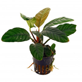 Anubia coffeefolia