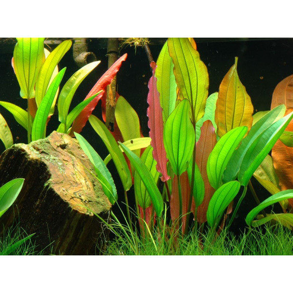 Echinodorus red diamond