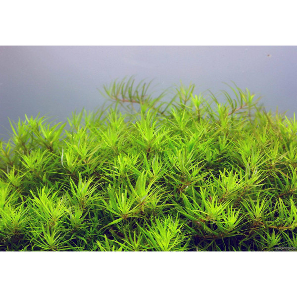 Limnophila vietnam