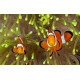 AMPHIPRION OCELLARIS 3-4CM BSF