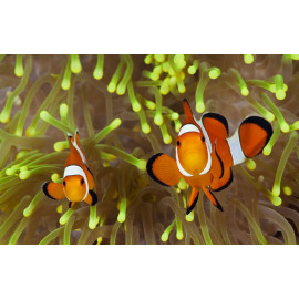 AMPHIPRION OCELLARIS Pareja L