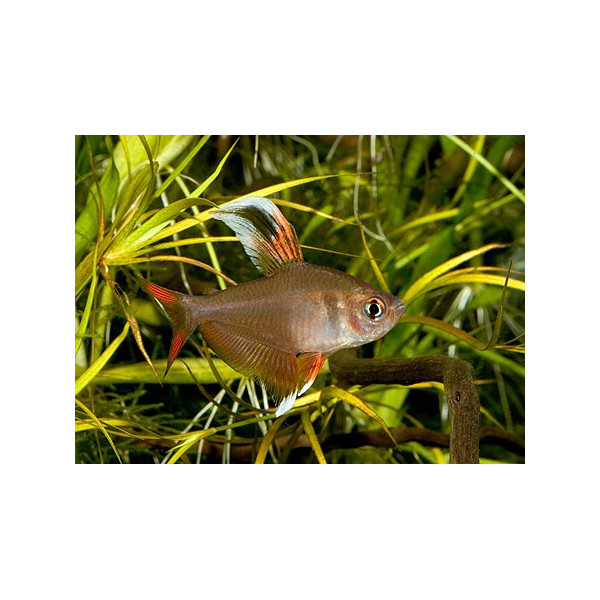 Tetra rosy Hyphessobrycon rosaceus