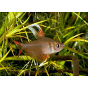 Tetra rosy Hyphessobrycon rosaceus