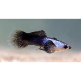 Guppy macho panda poecilia reticulata