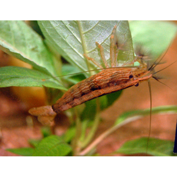 LLAGOSTA FILTRADORA BLAVA Atya gabonensis