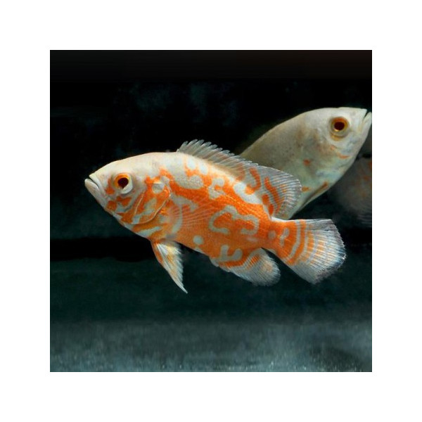 Oscar Albino Astronotus ocellatus