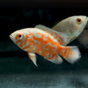 Oscar Albino L Astronotus ocellatus