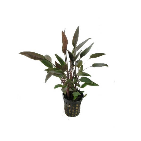 Cryptocoryne walkeri