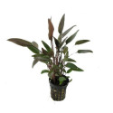 Cryptocoryne walkeri