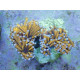 Euphyllia glabrescens Golden Torch