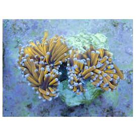 Euphyllia glabrescens Golden Torch CITES: ESBB-5002318I/1AL2