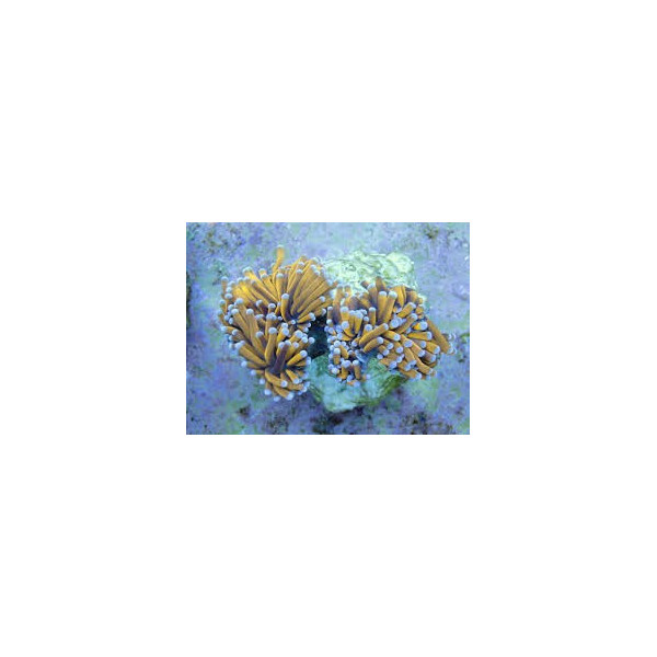 Euphyllia glabrescens Golden Torch