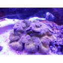 Lobophyllia corymbosa XXL 