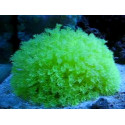 Goniopora sp Yellow neon xl 