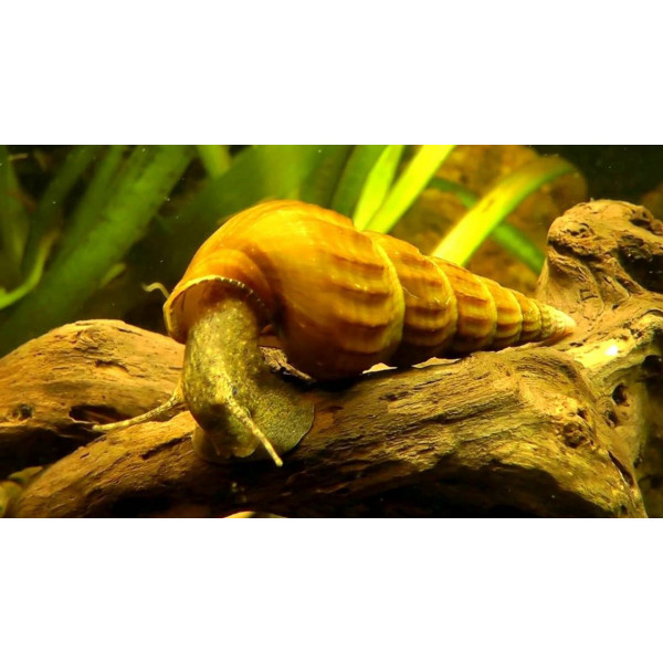 Caracol Pagoda Brotia costula