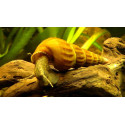 Caracol Pagoda Brotia costula