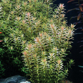 Rotala rotundifolia Tropica