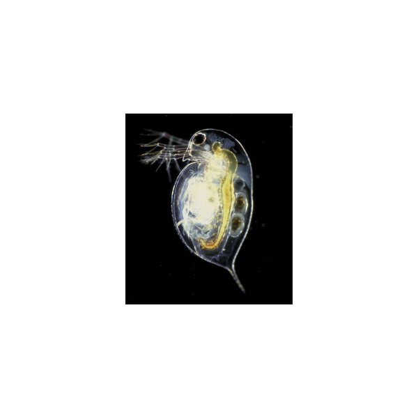 Daphnia Viva 180mL