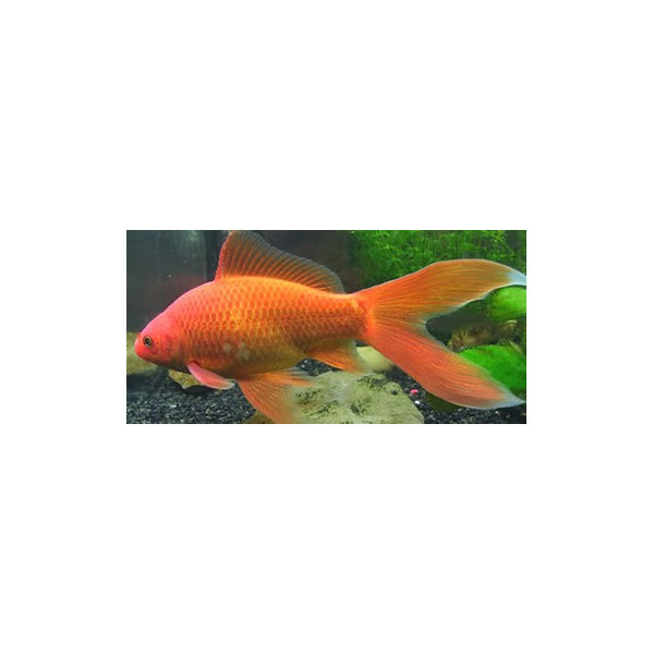 COMETA ROJO XXL 15-18CM CARASSIUS AURATUS