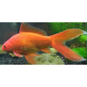 COMETA ROJO XXL 15-18CM CARASSIUS AURATUS