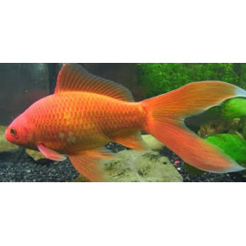 COMETA ROJO XXL 15-18CM CARASSIUS AURATUS