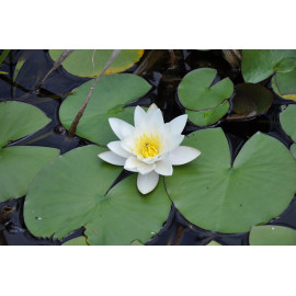 Nenufar NYMPHAEA ALBA