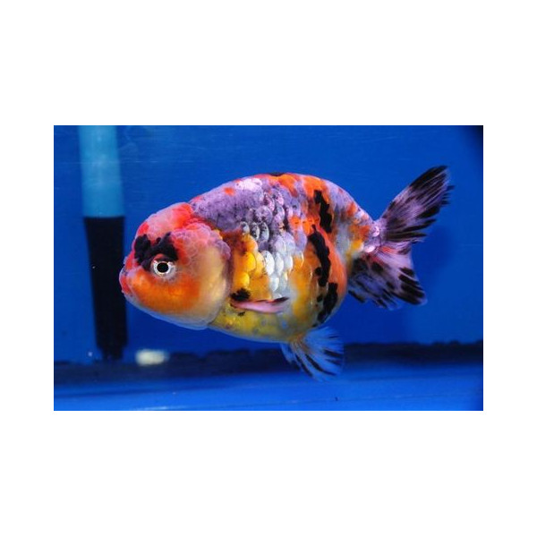 Ranchu Calico Carassius Auratus