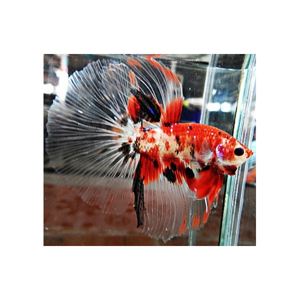 Betta Macho Koi Betta splendens