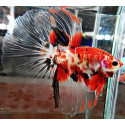 Betta Macho Koi Betta splendens