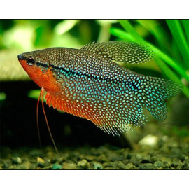 GOURAMI PERLA 8-9CM TRICHOGASTER LERI