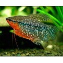 GOURAMI PERLA 8-9CM TRICHOGASTER LERI