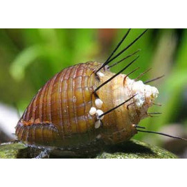 Caracol erizo verde Neritina sp