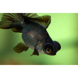 Fantail negro