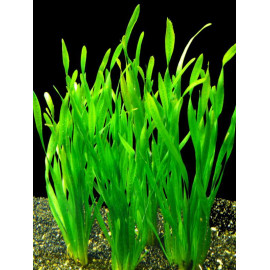 Vallisneria spiralis en maceta de barro