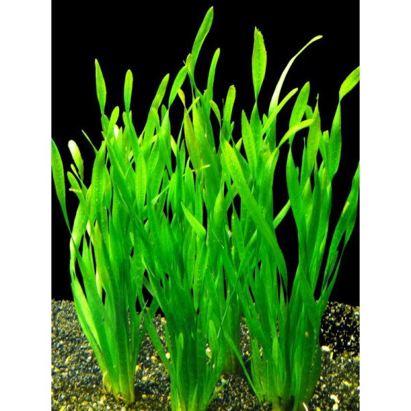 Vallisneria spiralis en maceta de barro