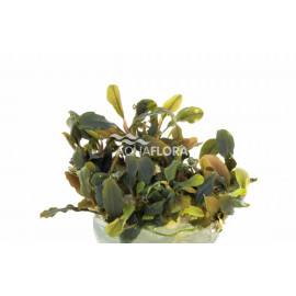 BUCEPHALANDRA SP DEEP PURPLE IN VITRO