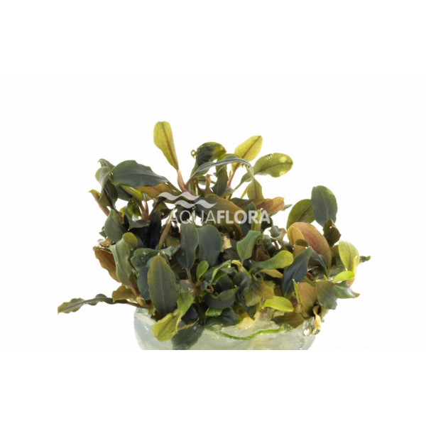 BUCEPHALANDRA SP DEEP PURPLE L