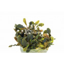 BUCEPHALANDRA SP DEEP PURPLE IN VITRO