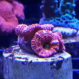 Acanthastrea candy apple