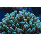 Montipora plato Verde borde Morado