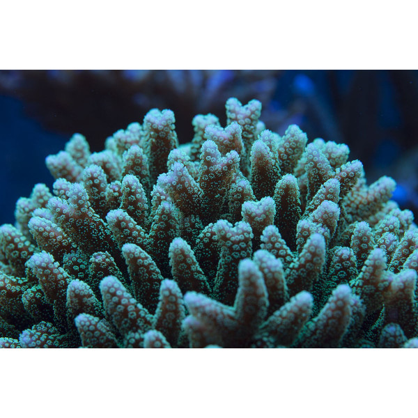 Montipora digitata Orange