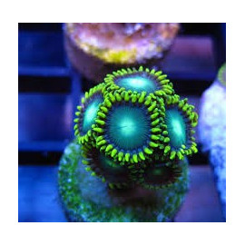 Zoanthus Radioactive