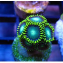 Zoanthus Radioactive